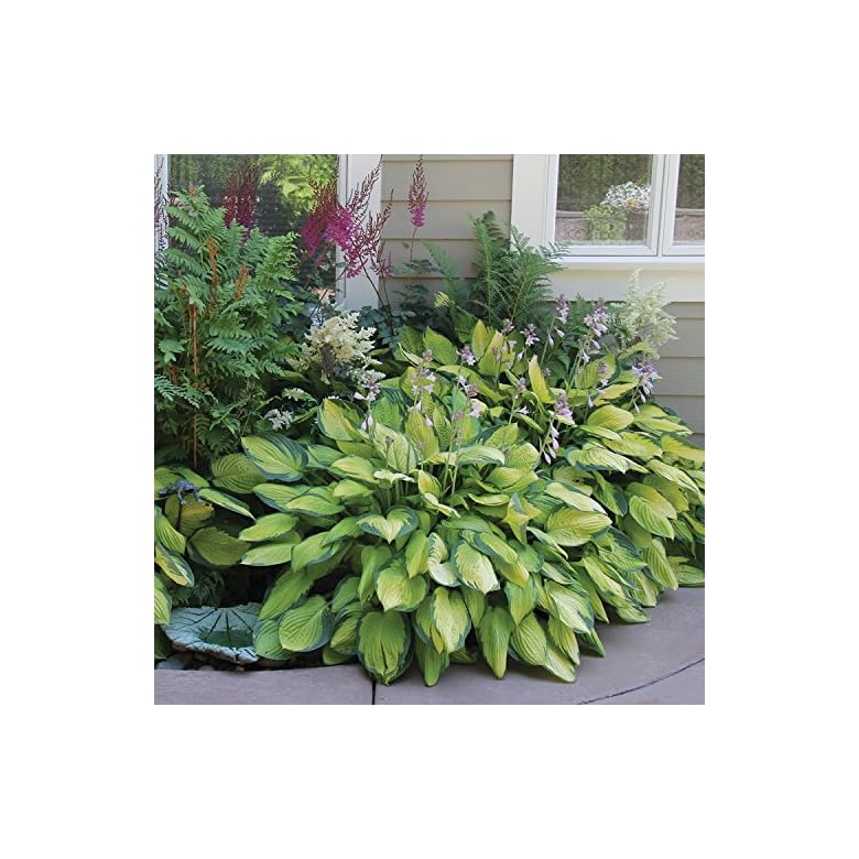 Abiqua Moonbeam Hosta