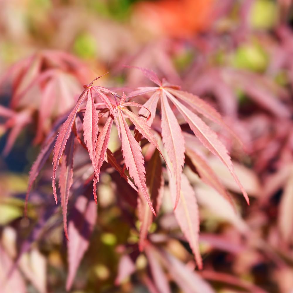 クロビイタヤ　苗木　紅葉樹　２本他小苗１０本 クロビイタヤ 苗木 紅葉樹 2本他小苗10本 クロビイタヤ苗木紅葉樹2本