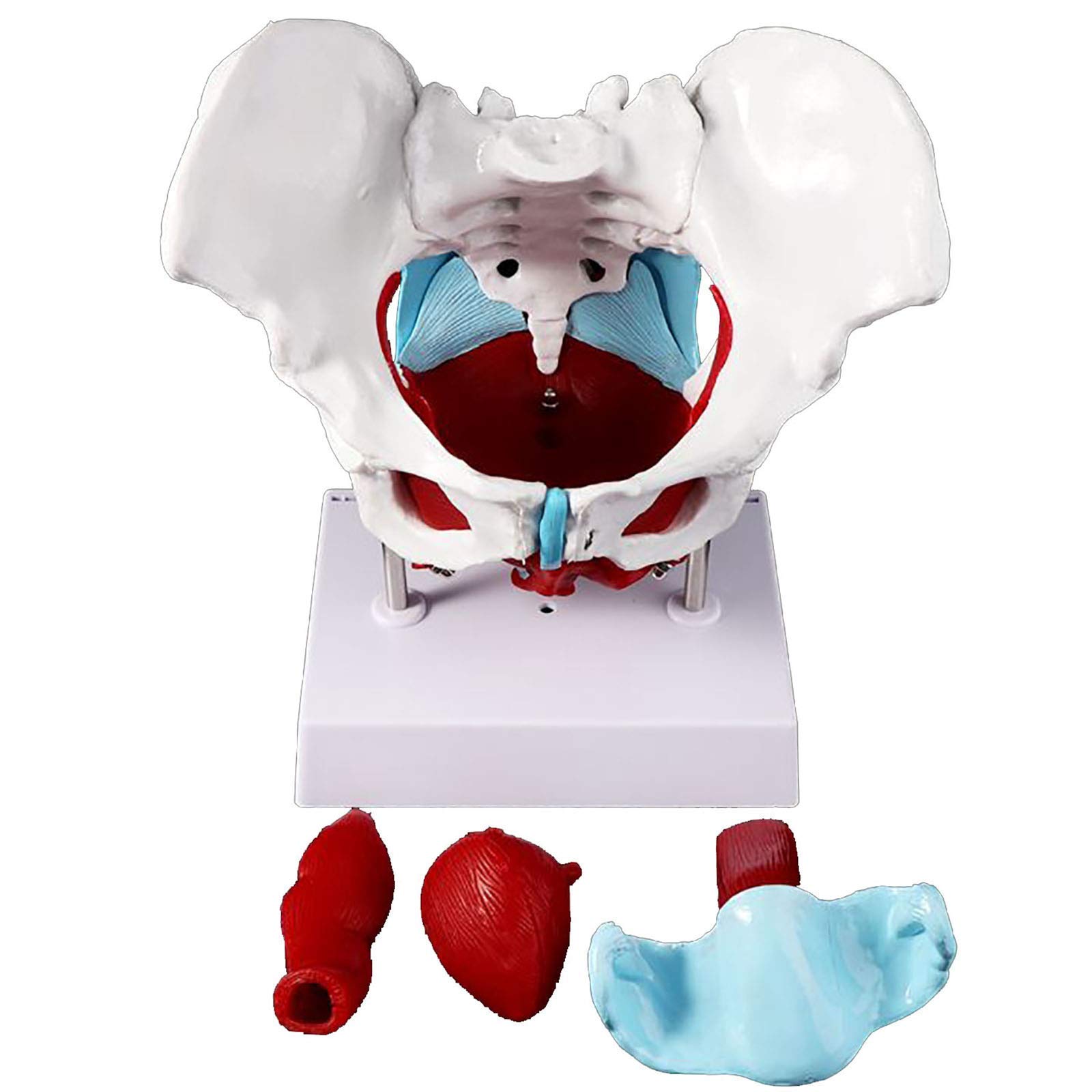 Buy Anatomical Model Anatomy Model Medical Anatomical Female Pelvis
