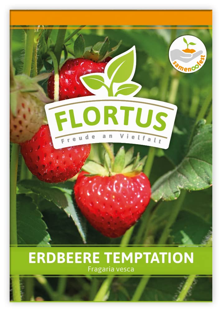 FLORTUS 2000-0772-100x Erdbeere Temptation (100 Tütchen) (Erdbeersamen)