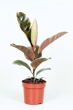 Ficus Elastica Belize Pembe Alacal  Kau uk  i e i Ev Ofis Salon   Mekan Bitkisi 50 Cm, BTS05032025BYB31