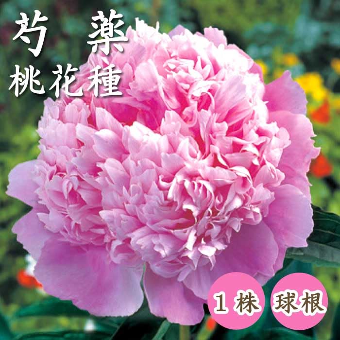 桃花種芍薬桃花色毎年咲く宿根1株、1100円 Amazon.co.jp: 芍薬 球根 桃花種 1株 しゃくやく シャクヤク
