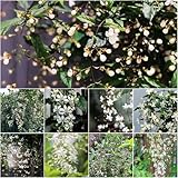 Jasminum sambac balkonpflanzen kletterpflanzen winterhart garten schattenpflanzen winterhart wohnzimmer bonsai duftjasmin Clerodendrum wallichii - hochzeitsstrauß 50samen