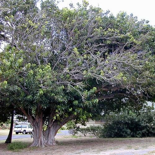 Plant World Seeds - Ficus Religiosa Seeds (Tree & Shrub Seeds)