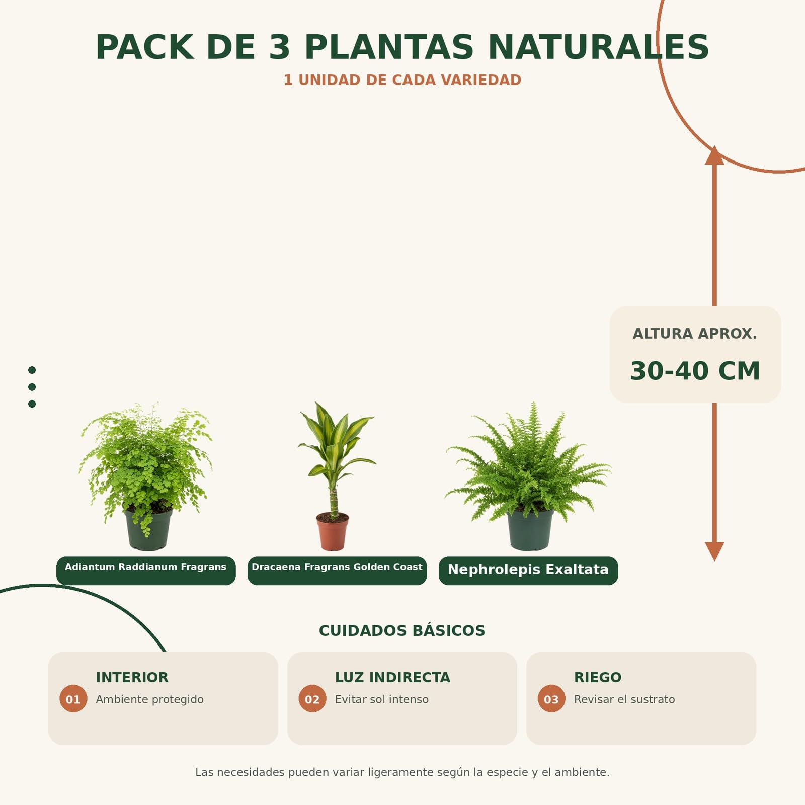 DECOALIVE Pack 3 Plantas: Culantrillo, Tronco de Brasil y Helecho de Boston
