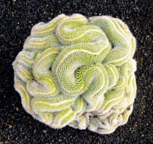 10 Green Brain Cactus Seeds Mixed Heat Rare Succulents Stone Flower Desert