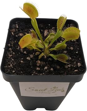 Venus Fly Trap Plant, Adult Carnivorous Plant in 3.5 inch Deep Pot, Full Sun, Zones 5-10