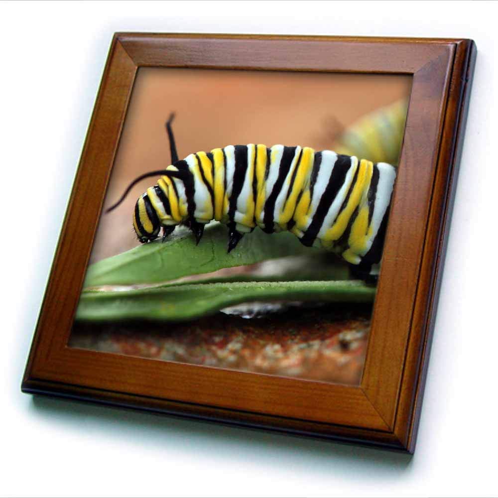 3dRose Framed Tile - Macro Photograph of a Monarch Caterpillar Munching on Milkweed. - 6 by 6-inches (ft_325105_1)
