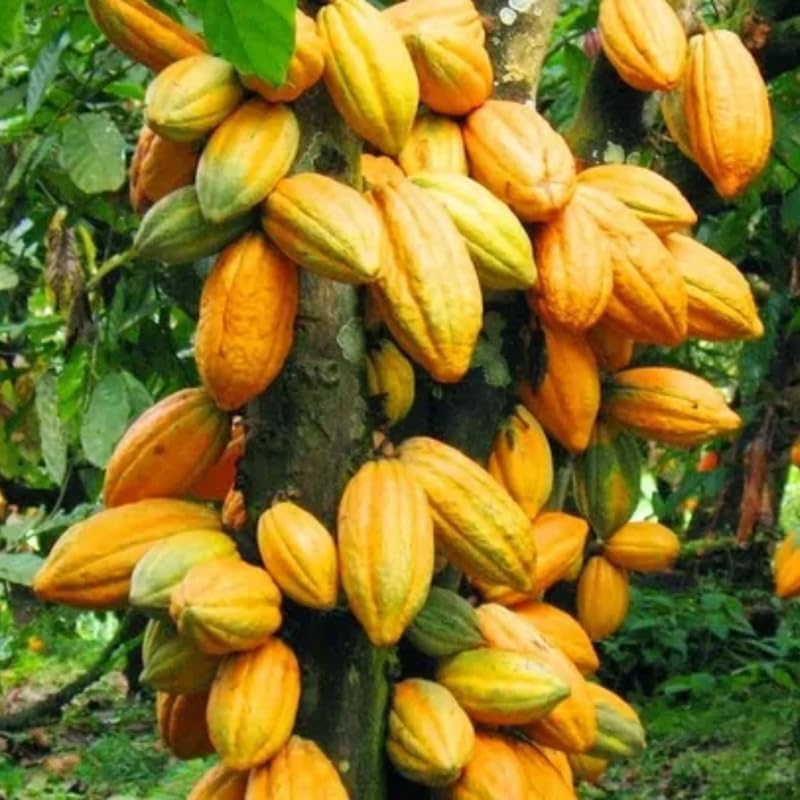 8" Cacao Tree Live Plant in Half Gallon Pot, Chocolate Tree Cocoa Plant for Zones 10-11