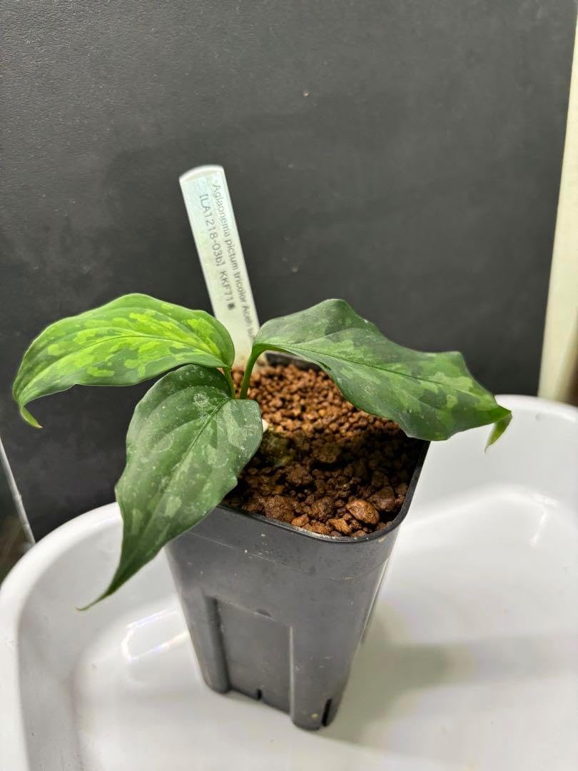Aglaonema pictum tricolor LA1218-03b LA便 Aglaonema pictum