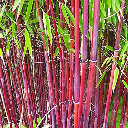 Fargesia Bamboo Hardy Outdoor Ornamental Flowering Garden Evergreen Pot Plants (Asian Wonder) (30-40cm (Incl. Pot))