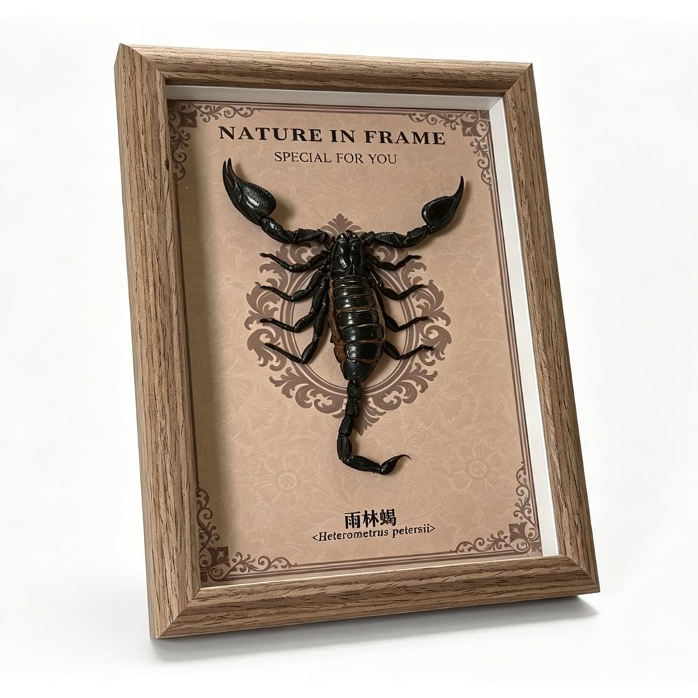 Taxidermy Scorpion Framed, Real Scorpion Specimen in 6.7"x8.7" Frame Shadow Box Insect Collection, Perfect for Science Education and Home Office Desktop Decor Craft Gift