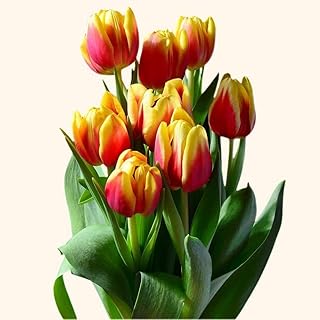 5Pcs Tulip Bulbs Beautiful Splicing Colors Excellent Cut Flower Fragrant Long-Lasting Blooms Easy to Plant in Outdoor Gardens Quality Gardening Gifts