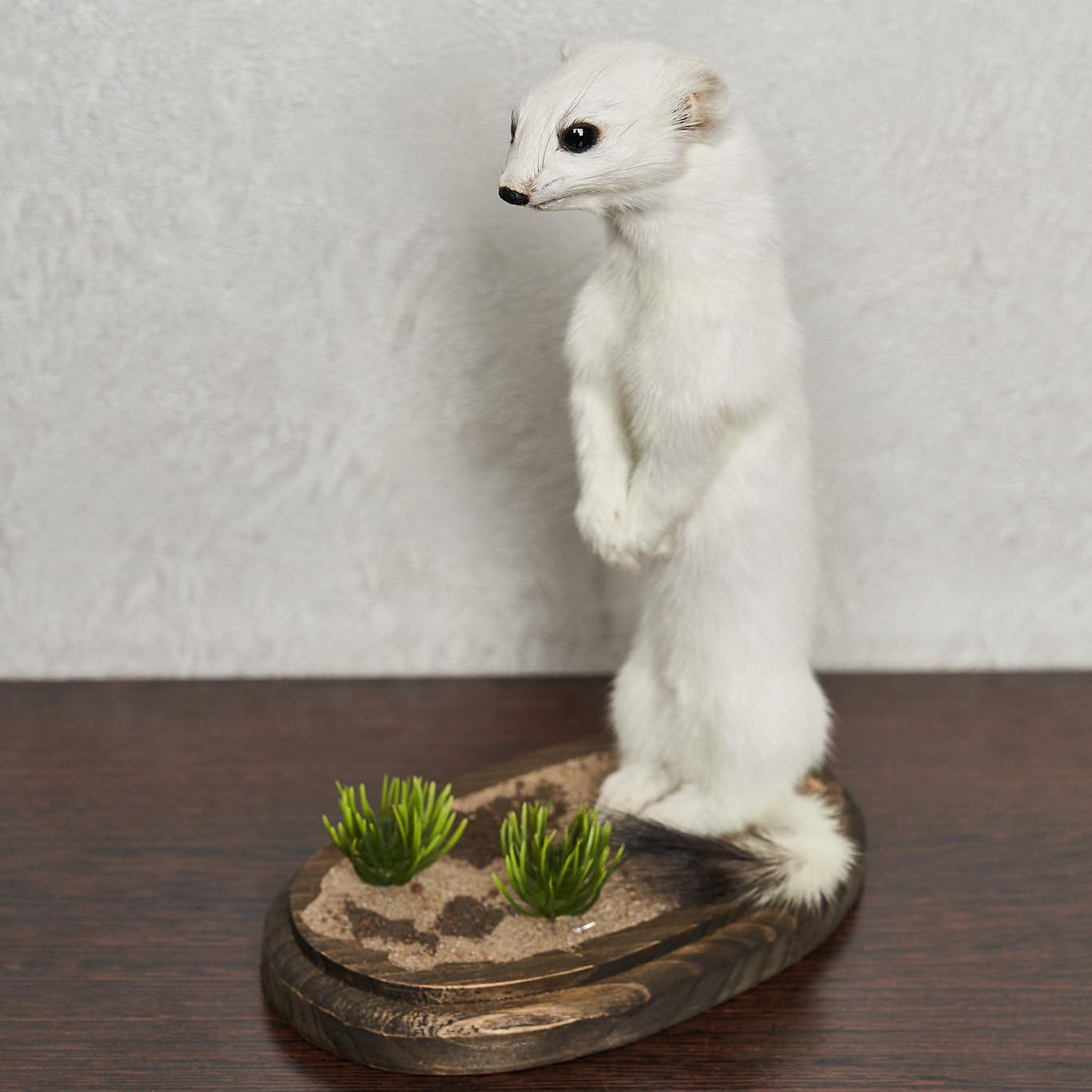 Taxidermy Mount ST8782