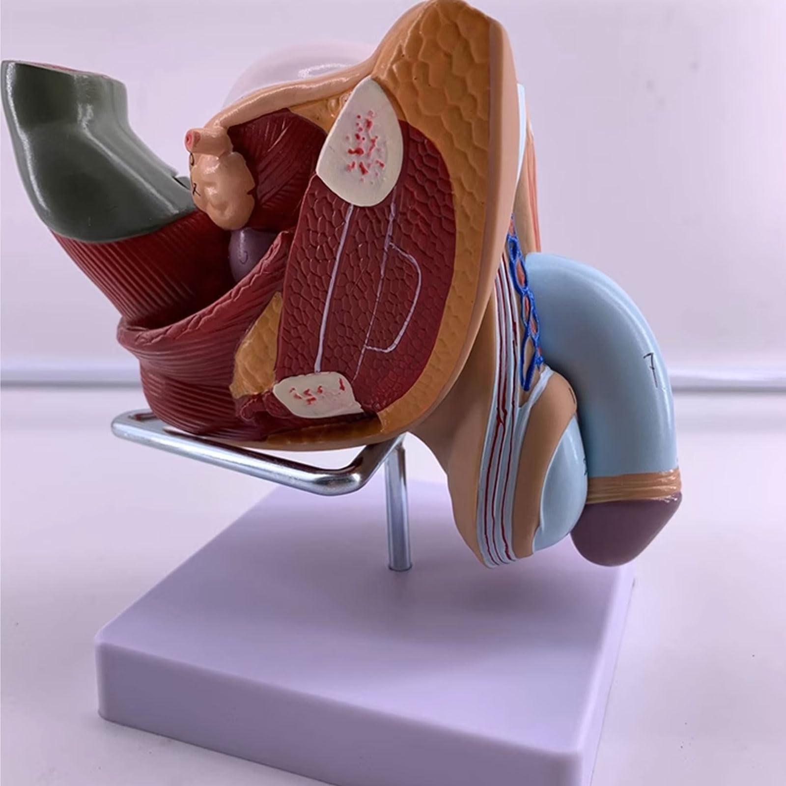 Modele narządów rozrodczych męskich narządów płciowych - Model anatomii człowieka Materiał PVC Anatomiczny model człowieka - do nauki Wyświetlanie Nauczanie Model medyczny