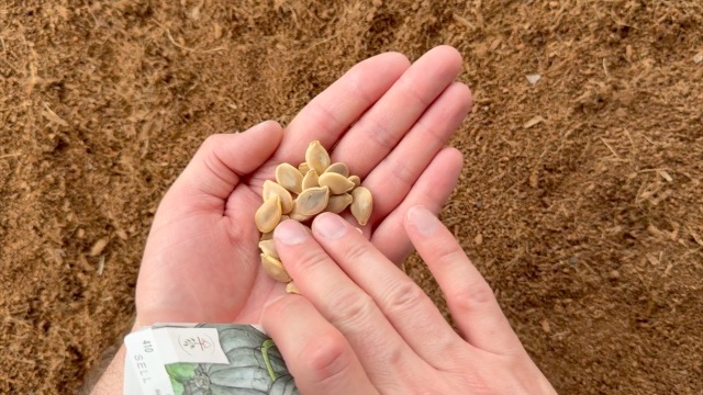 Amazon.com : Seed Needs Pumpkin Seeds for Planting Blue