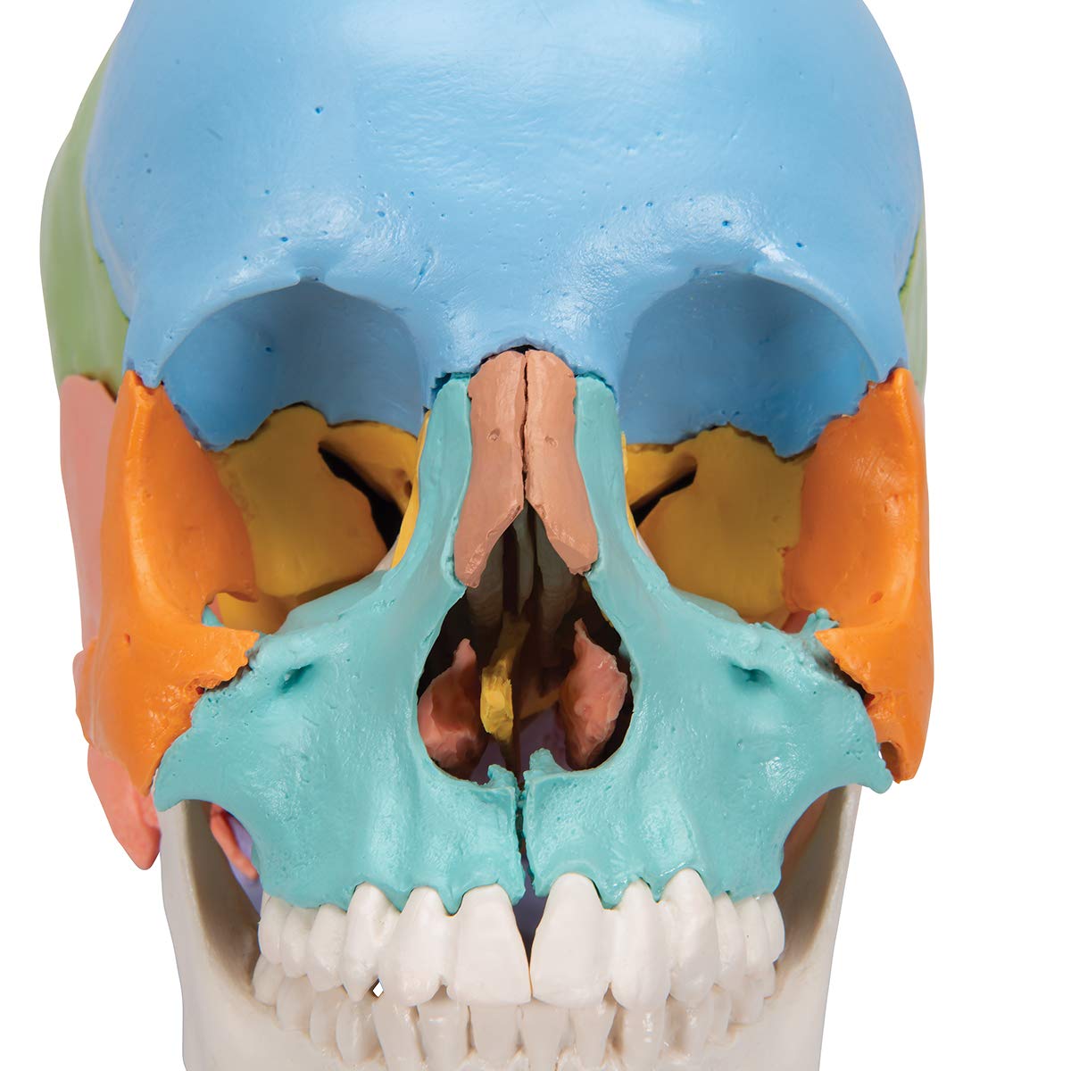 3B Scientific A291 Beauchene - Model czaszki dorosłego człowieka, 22-częściowy, kolorowa wersja dydaktyczna + bezpłatne oprogramowanie anatomiczne - 3B Smart Anatomy