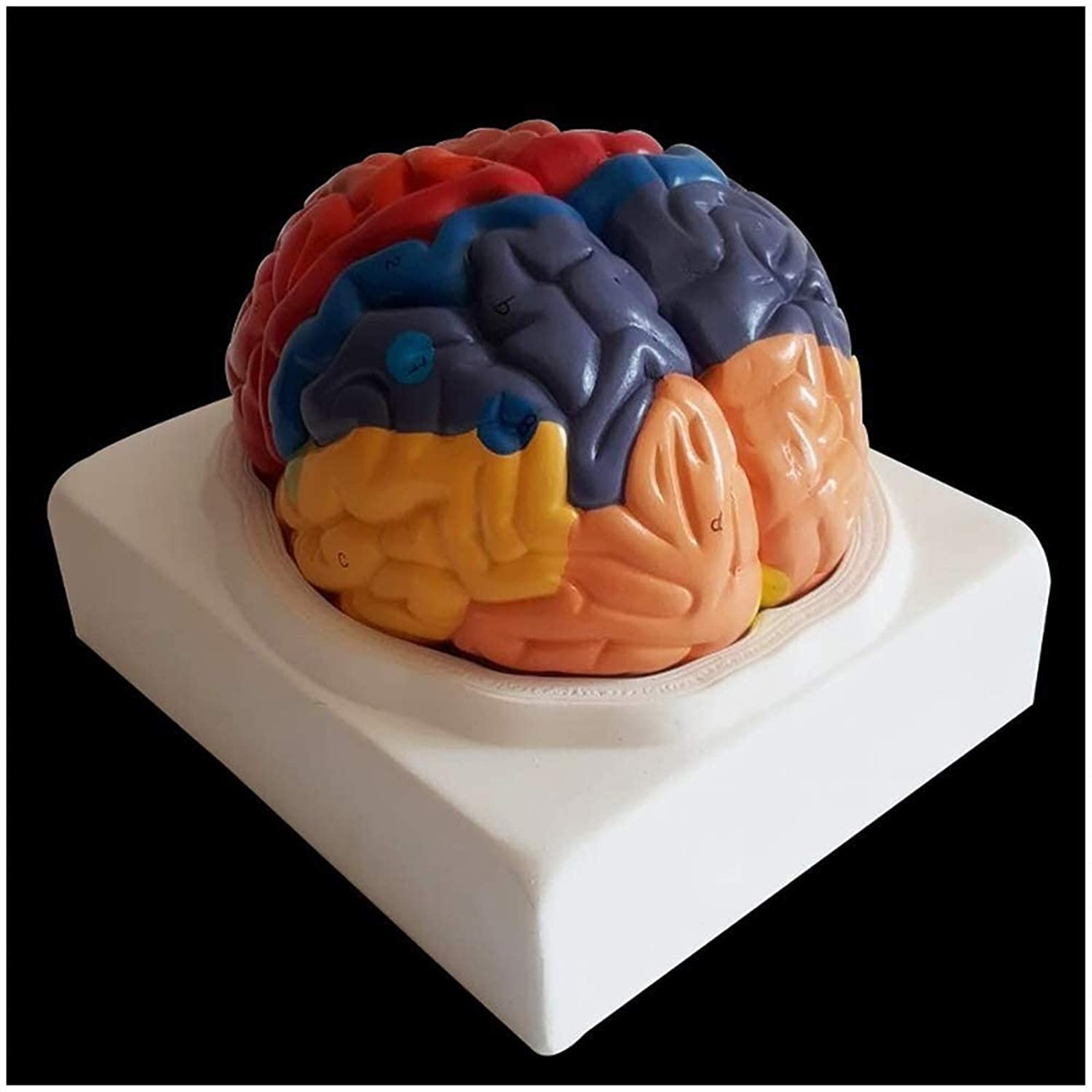 Model anatomiczny, model edukacyjny ludzkiej nerki model - medyczny anatomiczny model nerek model anatomii narządów człowieka - kompatybilny z medyczną pomocą edukacyjną, materiałami laboratoryjnymi,