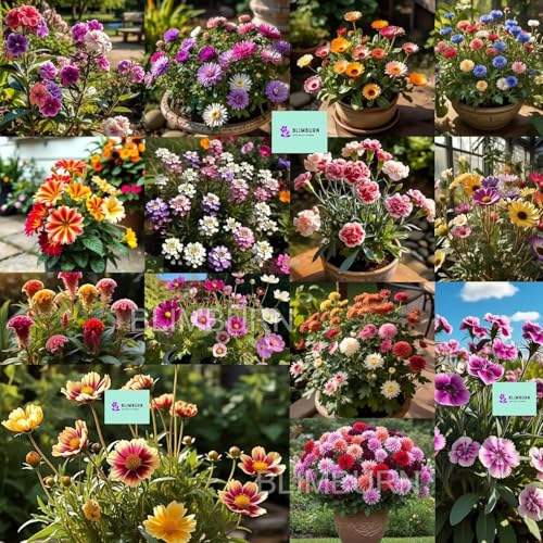 Image of Low Maintenance Hybrid Flower Seeds Combo Pack- All Year Flower Seeds Supply (50 VARIETIES)
