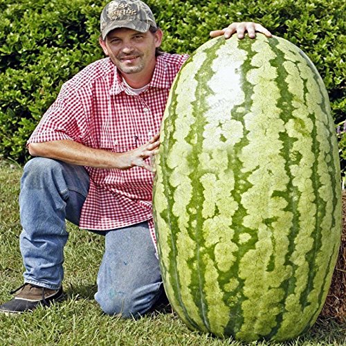 Livraison gratuite de variétés rares de graines de pastèque chinoises Choisissez de délicieuses graines de pastèque aux fruits Plantes de bonsaï Paquet de 500 graines