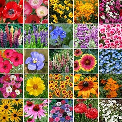 Dirt Goddess Super Seeds ~ Pacific Northwest Wildflower Seed Mix (1/4 Lb) 25 Species of Wildflower Seeds Non GMO Bulk