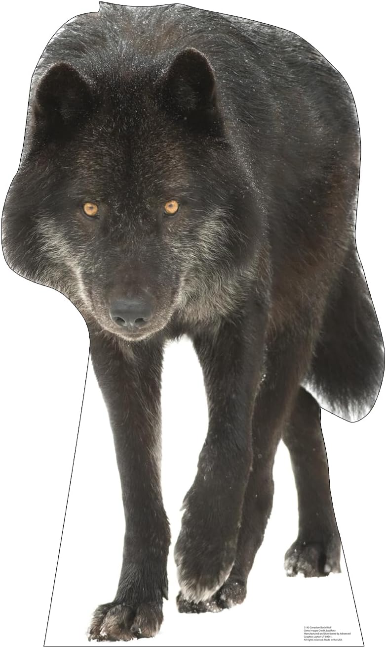 Life-Size Canadian Black Wolf Cardboard Cutout Standee