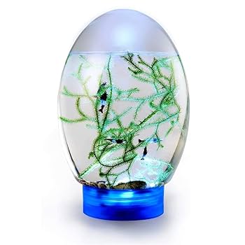 【希少】アーボガスト ホーカスルーカス セミ 廃盤未使用品 11個セット② 希少】廃盤 アーボガスト ホーカスルーカス セミ 未使用品 11個