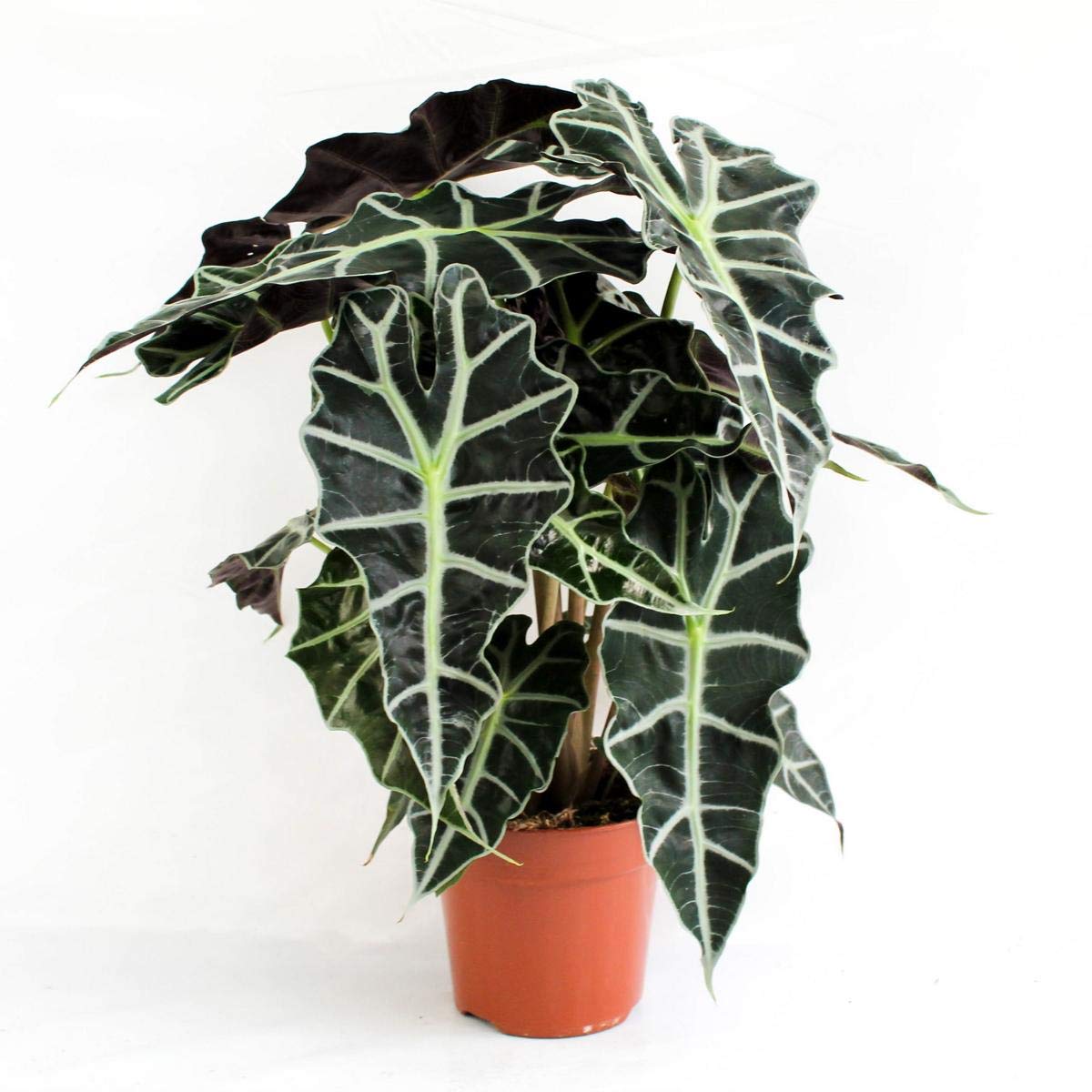 Alocasia Polly