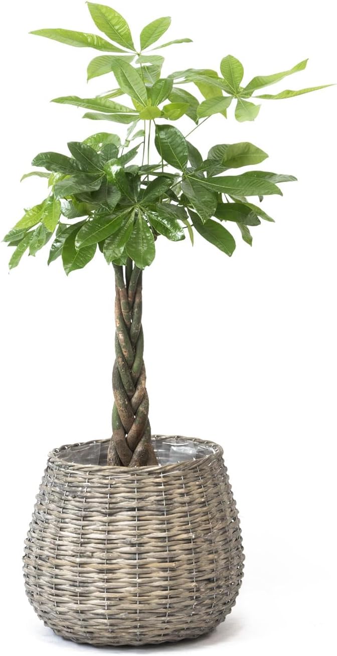 バナナ、260cm=超モンスター苗☆ドワーフナムワ マッサン☆高糖度耐寒 バナナ、260cm=超モンスター苗☆ドワーフナムワ マッサン☆高糖度耐寒