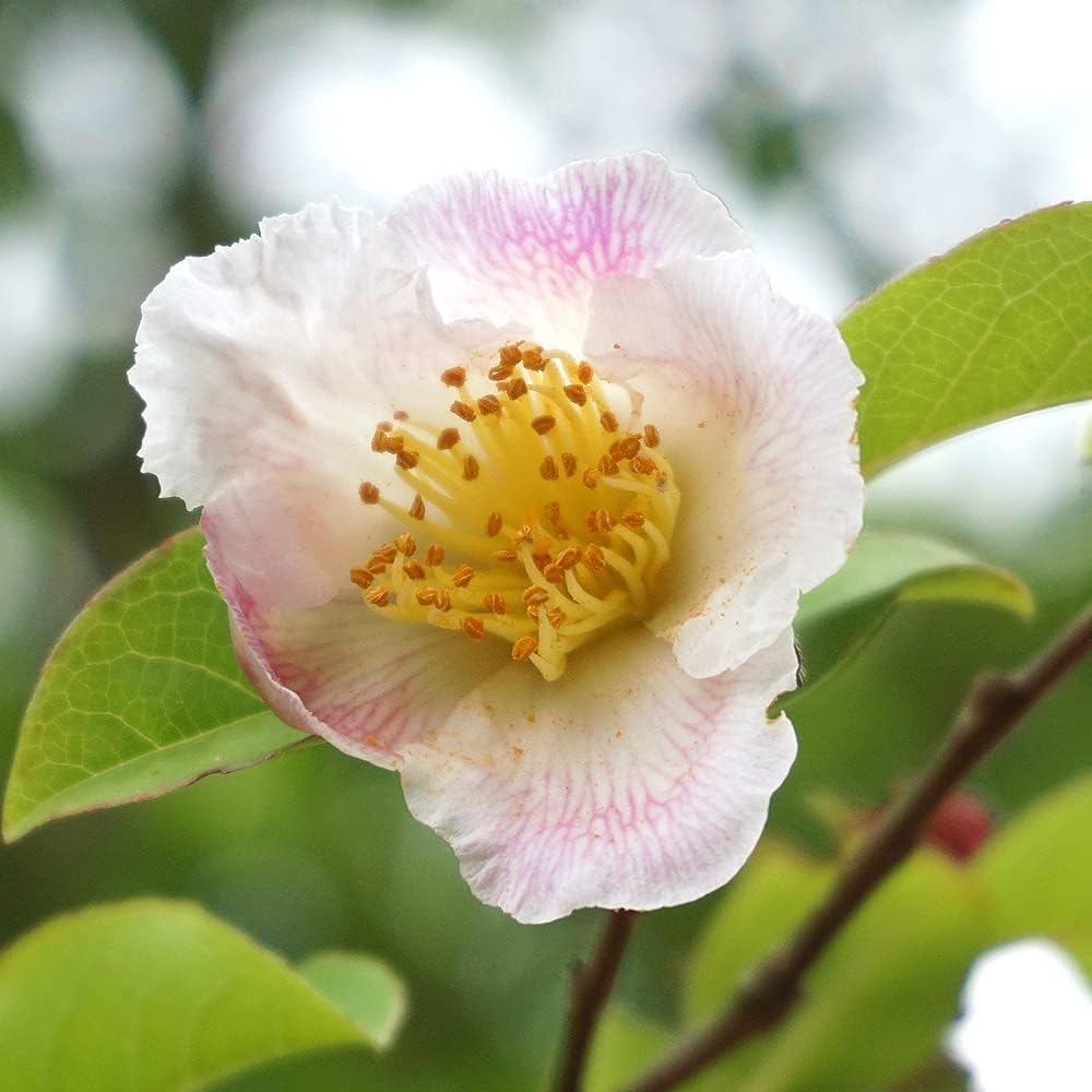 Amazon.co.jp: ITANSE 夏椿(ナツツバキ) ピンク 6号 花木苗 1個