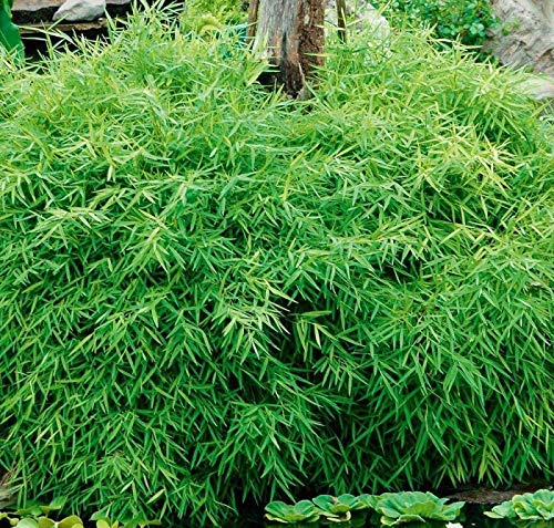 Platone Live Bamboo Grass Outdoor Decorative Plant (B09PHTVVXZ) Amazon Price History, Amazon Price Tracker