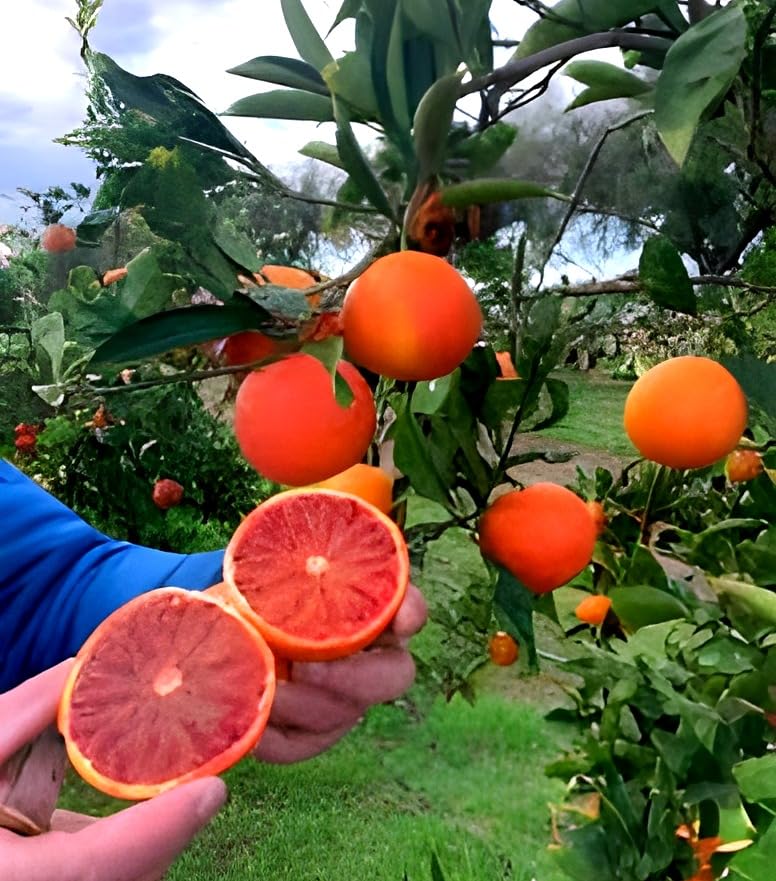 Hidden Enterprise All time All season Hybried Big Citrus Lemon Tree Plant For Home Garden Outdoor Indoor Live Fruit Plant Pack Of 01 (Red Malta Orange Lemon)