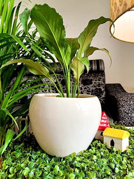 Niyara Big Ceramic Planter Indoor and Outdoor Flower Medium Plant Pot Container 7 inches Gamla (White) (B0BLZCRR5T) Amazon Price History, Amazon Price Tracker