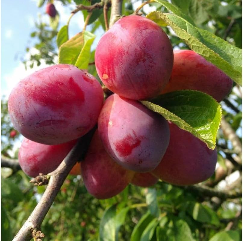 Satluj Purple Plum Aloo Bukhara Layering/Grafted Fruit Live Plant (1.5-3 Feet Height) For Garden Pack of 1 (B0D17XX1HV) Amazon Price History, Amazon Price Tracker