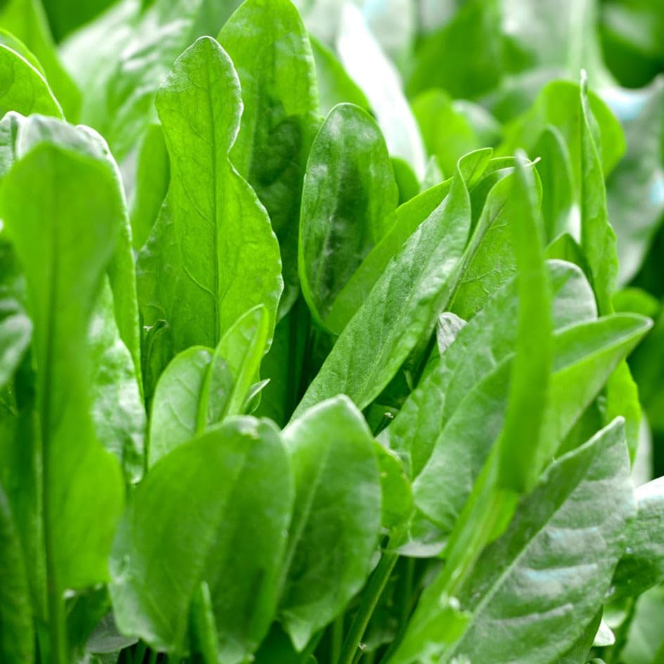 TomorrowSeeds Large Leaf Sorrel Seeds