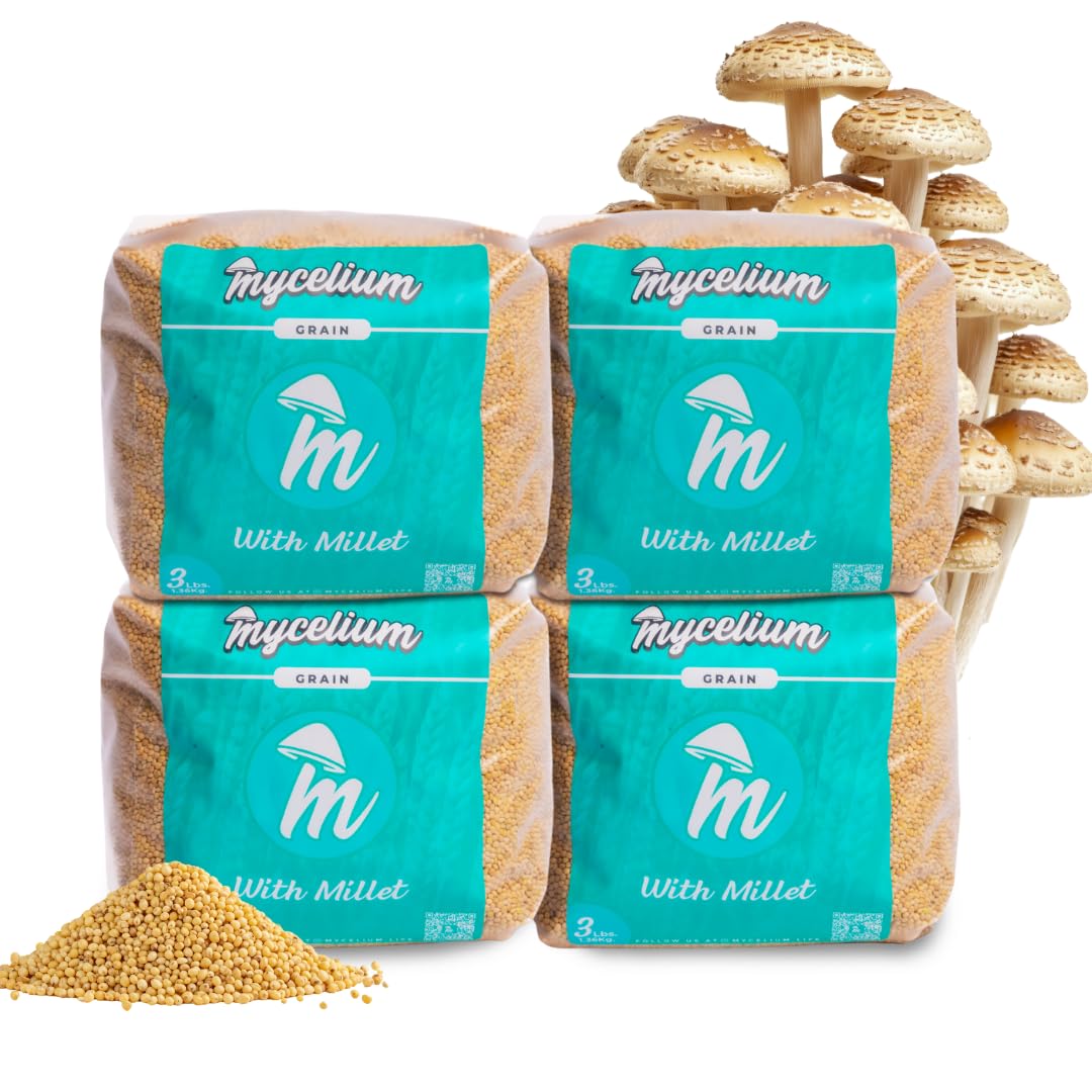 Mycelium Millet Grain Spawn en lot de 4 substrats de champignons stérilisés