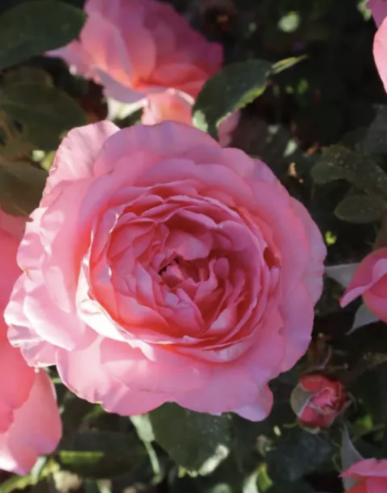 'Lovely Lady' Rose - Rich Pink Shapely Blooms - Gorgeous Hybrid Tea Rose - Potted Rose 4 Litre