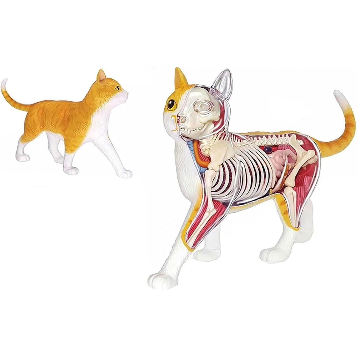 Modelo de anatomía de órganos internos de Gato calicó 4D, Kit de Esqueleto y Modelo anatómico de Gato atigrado Naranja - Coleccionable de Calidad con órganos y Partes del Cuerpo Totalmente