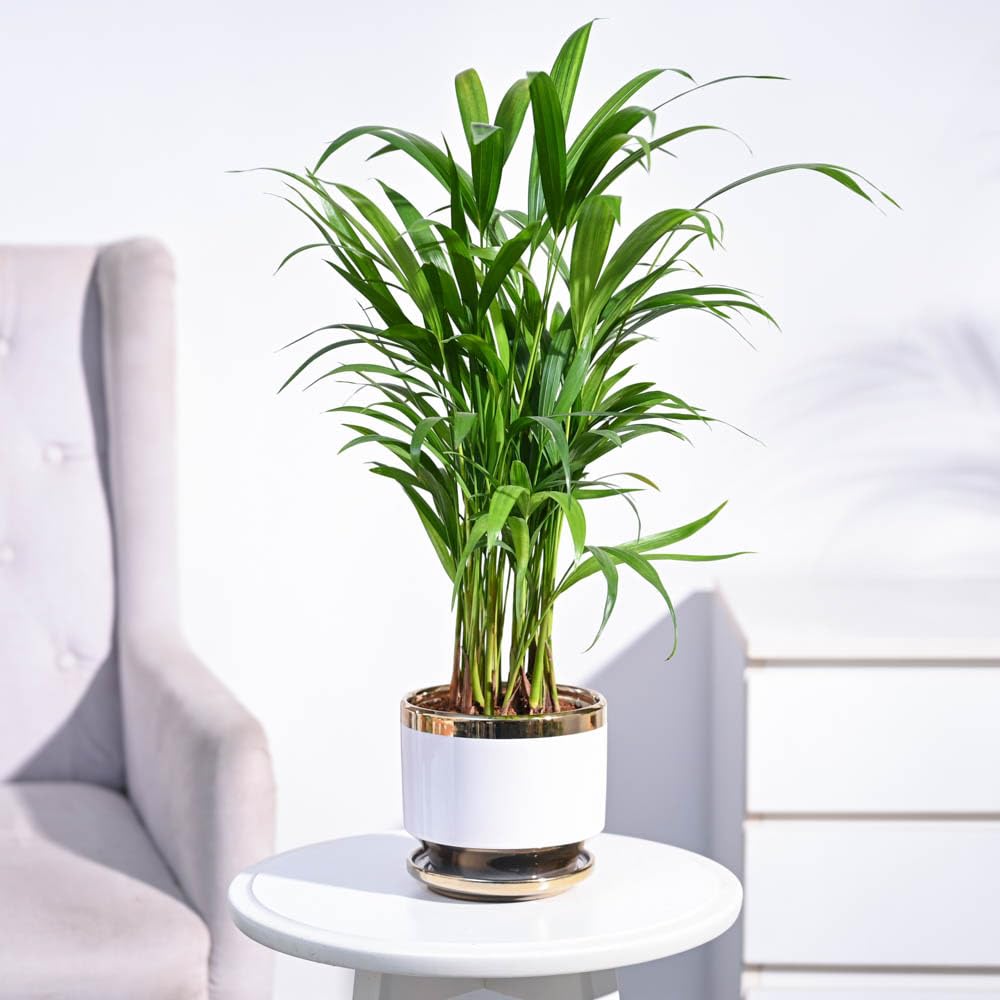 UGAOO Areca Palm Air Purifier Natural Live Plant with Venice Pot (White, Large) (B0D7935PQ3) Amazon Price History, Amazon Price Tracker