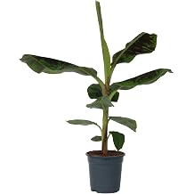 Plant in a Box - Musa Dwarf Cavendish - Indoor Plant - Banana Plant - Pot 21 cm - Height 90-100 cm