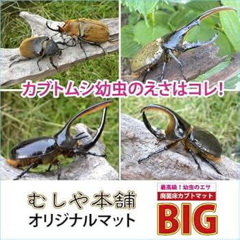 ヘラクレス幼虫が大きくなる！プレミアム3次発酵カブトムシマット【60リットル】 ヘラクレスが巨大化！極上☆プレミアム3次発酵カブトムシマット