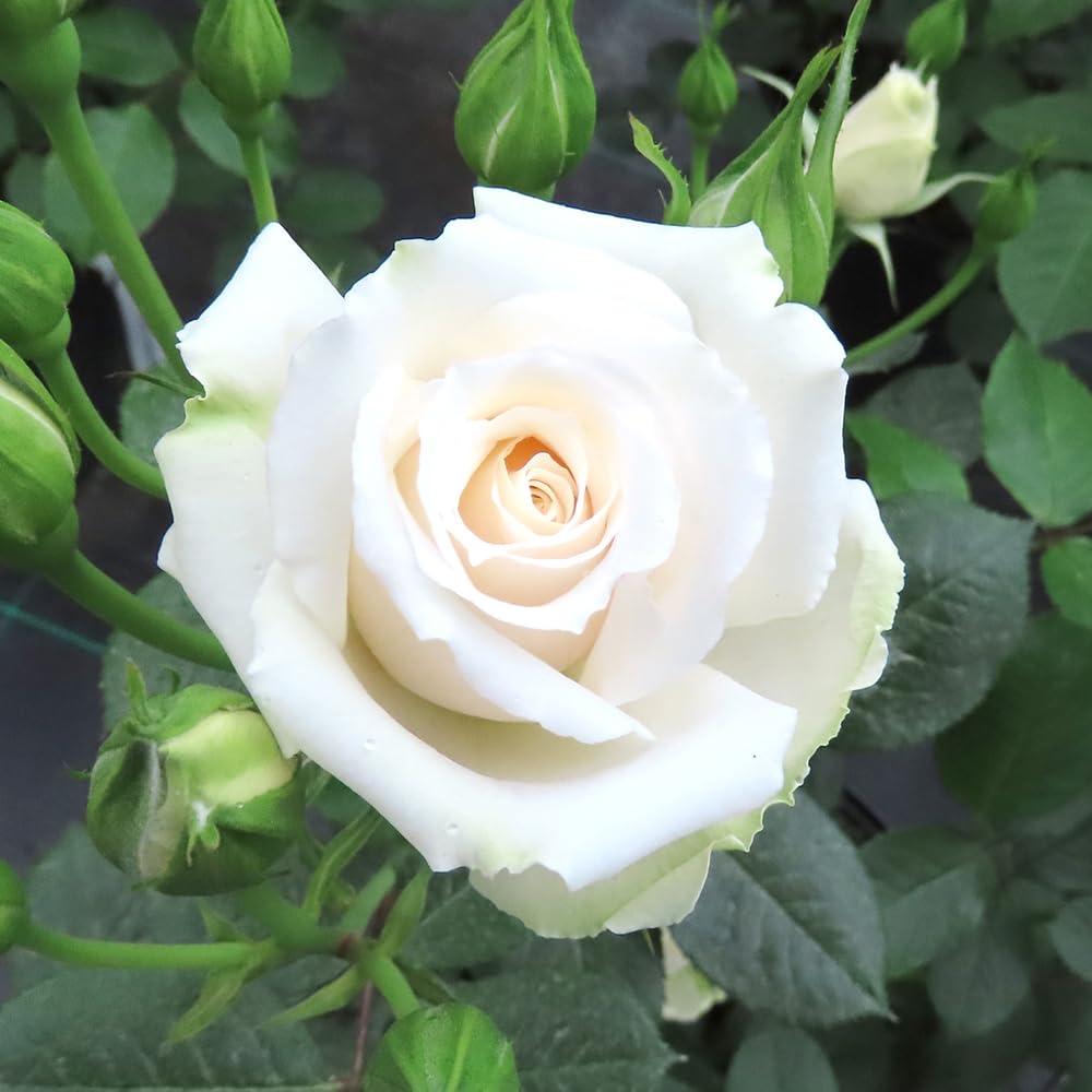 Yougarden White Harkness Rose 'Happy Birthday ' ™, 4 Litre Pot, Established Gift Rose, Ready To Plant
