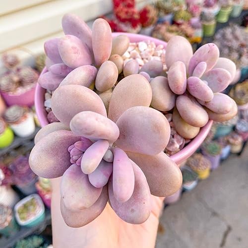 Miniatura 4 de Succulents Box Moonstones Pachyphytum (2 pulgadas) Suculenta rara saludable y viva