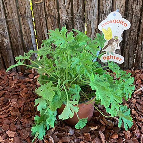1000+ Citronella Plant Seeds for Planting Outdoors - Fresh Garden Home Plant Seeds