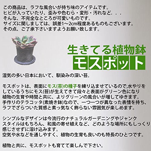 Amazon.co.jp: モスポット ホワイト3鉢 植木鉢 陶器鉢 テラコッタ鉢