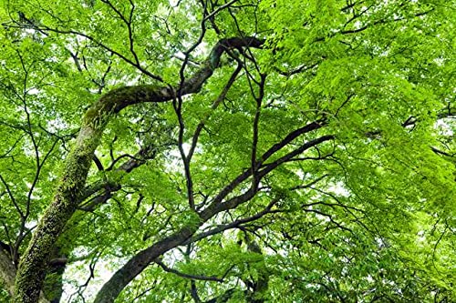 �yLac et Soleil�z���s�{ ���s�s������ �L�t���̐X�̃|�X�g�J�[�h�t���͂����n�K�L Photo by��i.com