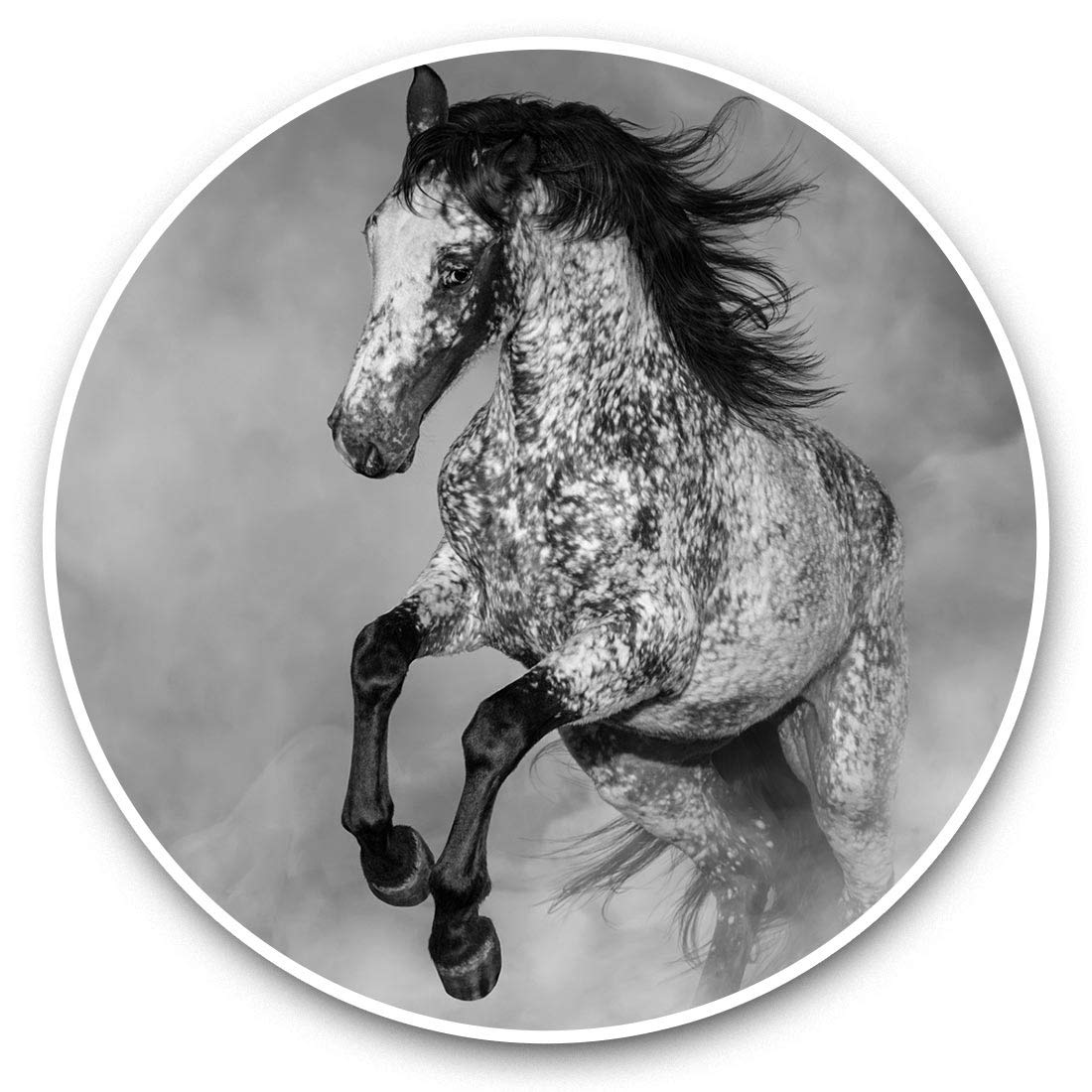 Destination Vinyl Ltd Bw Appaloosa Horse Pony Equine 38014 Vinyl Stickers (Set Of 2) 15Cm (Bw) - Appaloosa Horse Pony Equine Laptop Tablet Luggage Scrapbook #38014