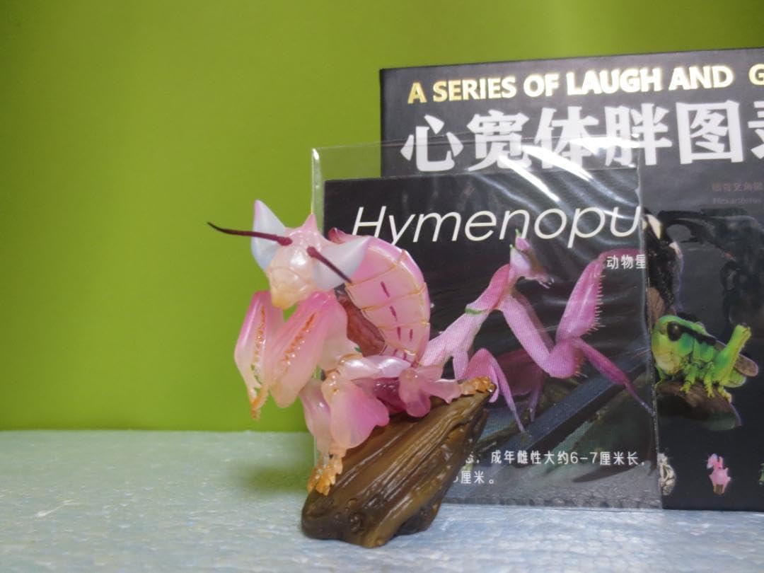 タランドゥスオオツヤクワガタ♂標本 HYOHON『角』15】タランドゥスオオツヤクワガタ♂83.7mm | 苔丸