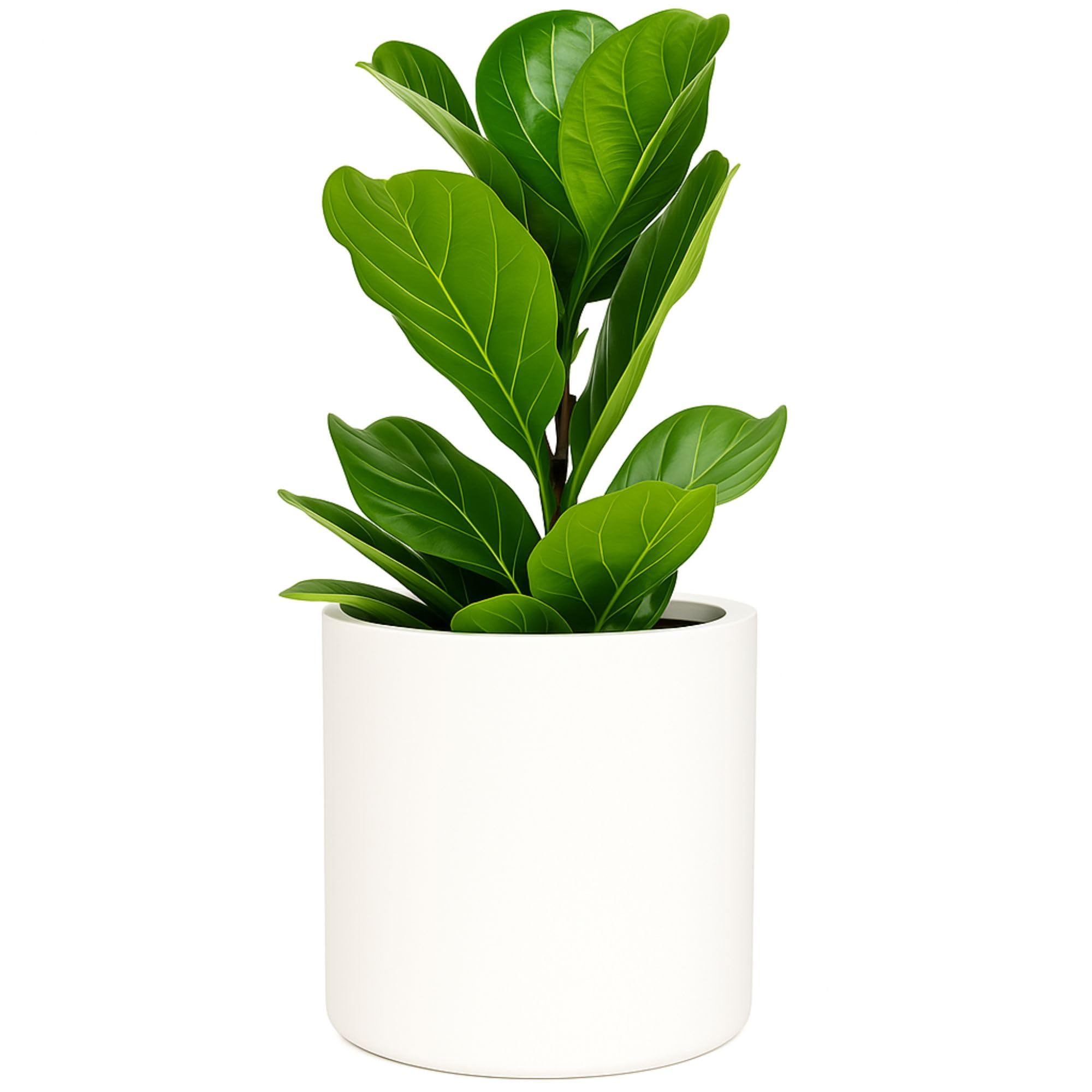 Fox & Fern Übertopf L - Blumentopf Gross inkl. Wasserabfluss - Blumentopf hoch 27cm - Übertöpfe für Zimmerpflanzen - 30cm Durchmesser - Pflanzentöpfe groß - Plant Pot - weiß matt