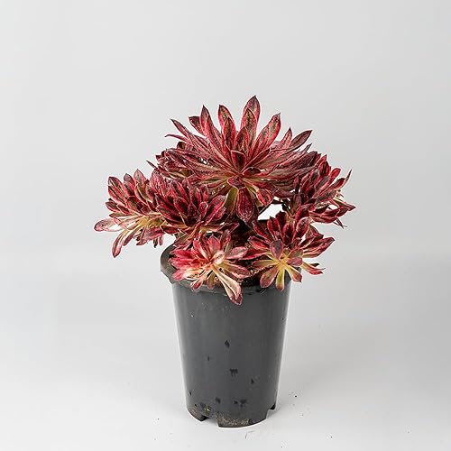 Miniatura 6 de Aeonium Superbang Variegata - Planta suculenta viva de 8 pulgadas, aeonio de follaje rojo y negro abigarrado, suculenta vibrante con múltiples